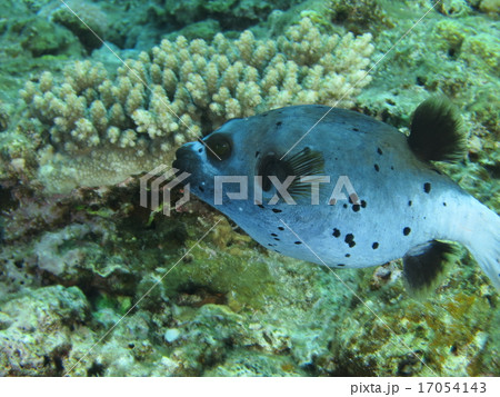沖縄離島ダイビング　肌の質感がきれいな大きな目のコクテンフグ　阿嘉島 17054143