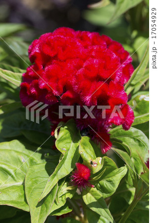 ケイトウの花 17054929