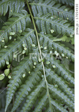 コモチシダ 17054930