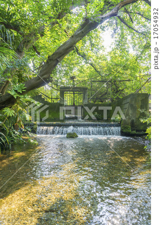 真夏の落合川と南沢湧水群 真夏の落合川と南沢湧水群 17054932