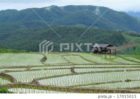 The farmer's hut The farmer's hut 17055015