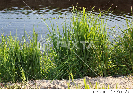 Green reeds close to lake 18264 Green reeds close to lake 18264 17055427