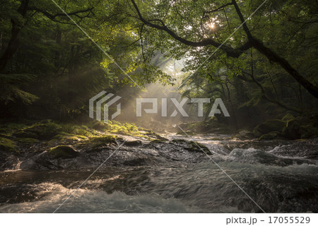 菊池渓谷の光芒 17055529