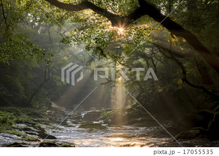 菊池渓谷の光芒 17055535