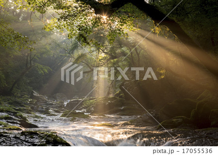 菊池渓谷の光芒 17055536