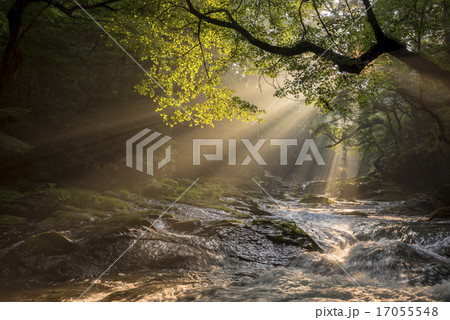 菊池渓谷の光芒 17055548