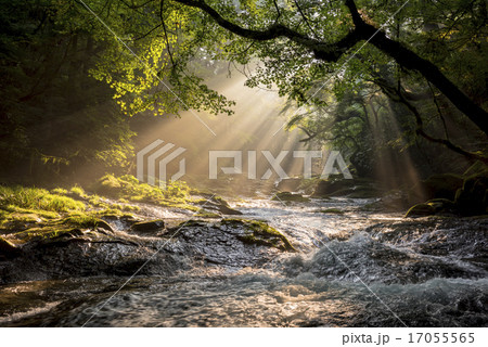 菊池渓谷の光芒 17055565