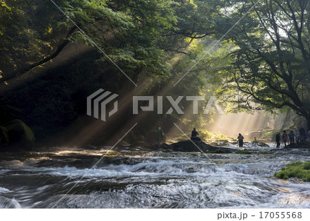 菊池渓谷の光芒 17055568