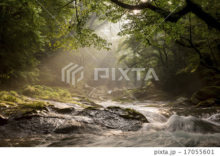 菊池渓谷の光芒 17055601