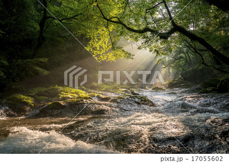 菊池渓谷の光芒 17055602