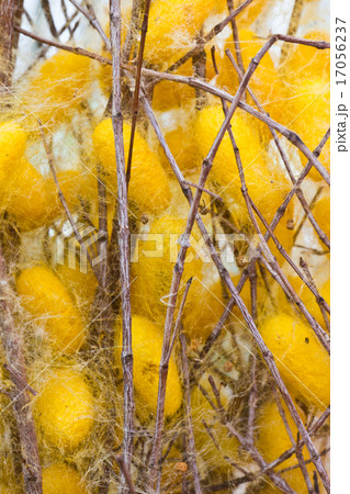 Silk worms nest Silk worms nest 17056237
