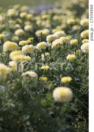 マリーゴールド 17056666