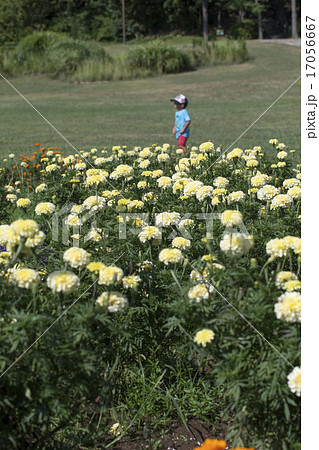 マリーゴールド 17056667