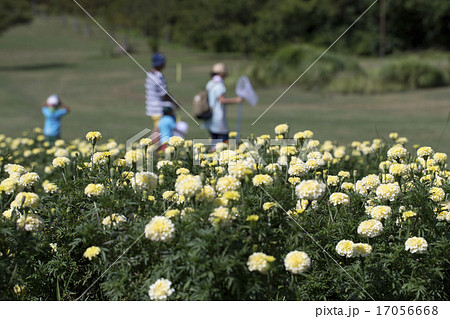 マリーゴールド 17056668