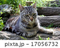 座るクラシックタビー 17056732