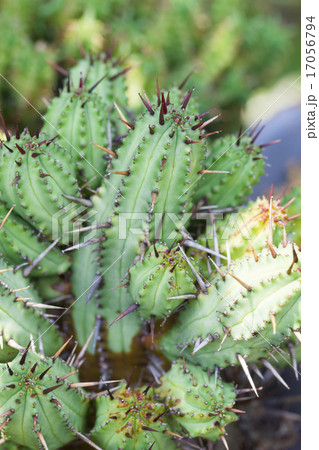 ユーフォルビア・紅彩閣 17056794