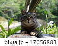 ぽっちゃり　キジトラ 17056883