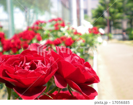 薔薇 薔薇 17056885