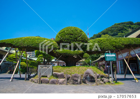 斉鶴 斉鶴 17057653