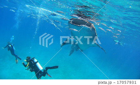 ジンベイザメ　自然　野生　水中写真 17057931