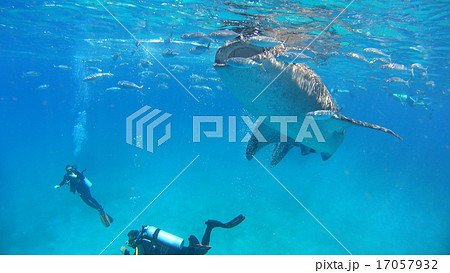 ジンベイザメ 自然 野生 水中写真 ジンベイザメ 自然 野生 水中写真 17057932