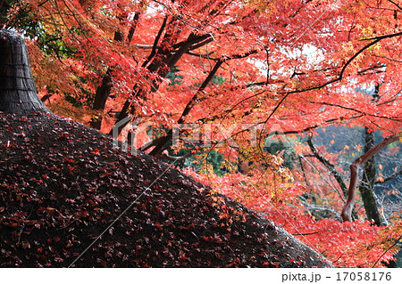 小石川後楽園の紅葉 小石川後楽園の紅葉 17058176