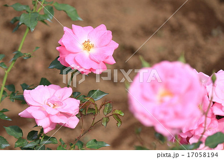 神代植物公園のバラ　フロリック 17058194
