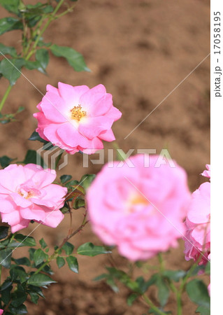 神代植物公園のバラ　フロリック 17058195