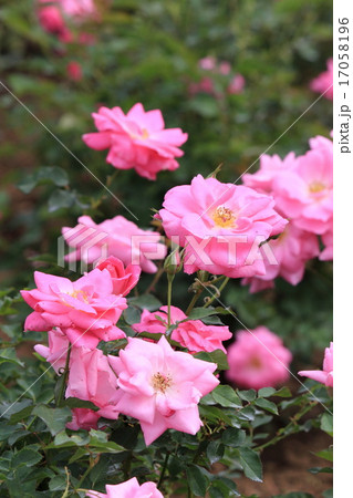 神代植物公園のバラ　フロリック 17058196
