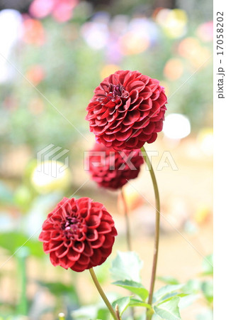 神代植物公園のダリア　ブラックエッグ 17058202