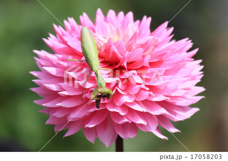 神代植物公園のダリアとカマキリ 17058203