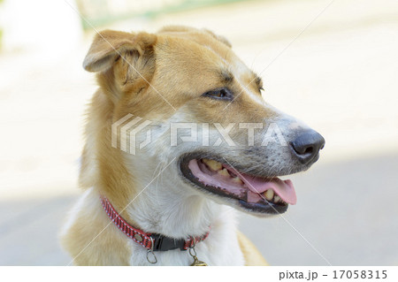 Dog 17058315