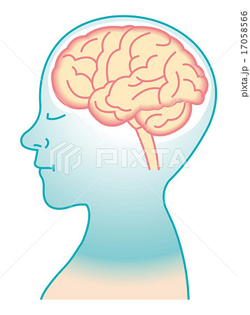 脳イメージ 17058566