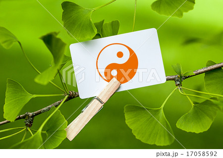 The Yin & Yang Sign in a Ginkgo Tree The Yin & Yang Sign in a Ginkgo Tree 17058592