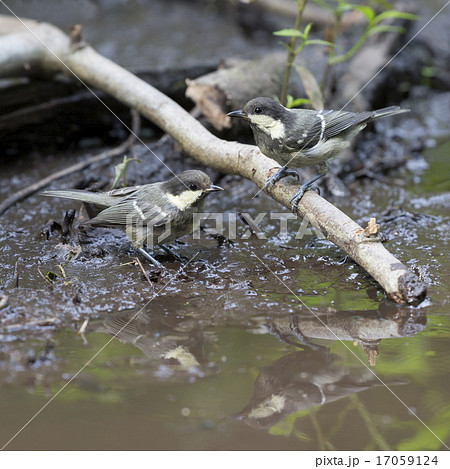 Two juvenile coal tits (Periparus ater) 17059124