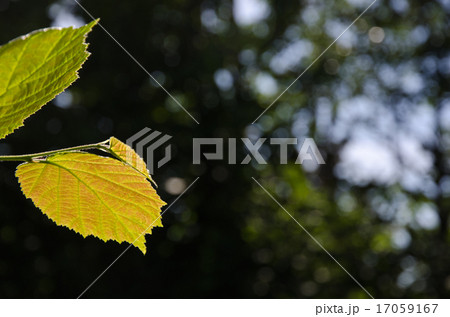Backlit reddish hazel leaf Backlit reddish hazel leaf 17059167