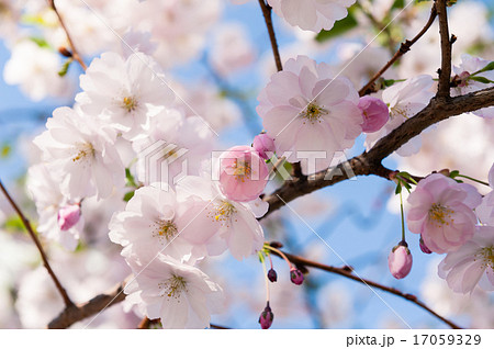 Japanese flowering cherry 17059329