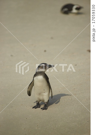 Young African Penguin 17059330