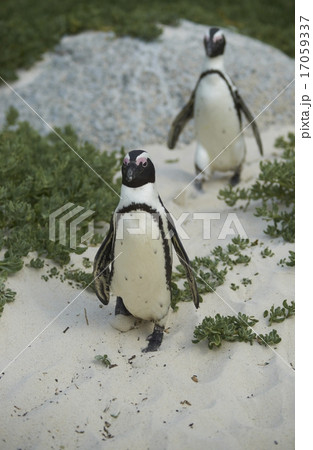 African Penguins 17059337