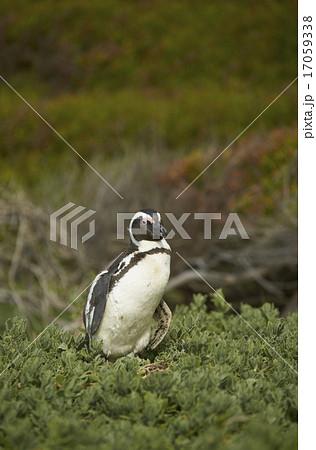 African Penguin in Vegetation 17059338