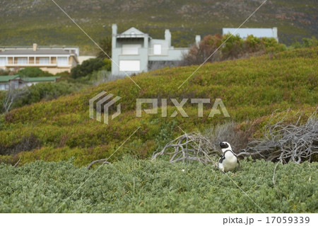 Boulders Beach Penguin Colony 17059339