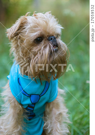 Portrait Dog Brussels Griffon Portrait Dog Brussels Griffon 17059532