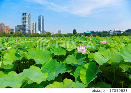 青空が広がる上野の蓮池のハスの花と葉の緑の写真素材