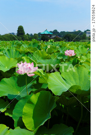 青空が広がる上野の蓮池のハスの花と葉の緑 青空が広がる上野の蓮池のハスの花と葉の緑 17059624