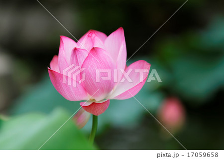 上野の蓮池の咲き始めのハスの花に葉の緑 17059658