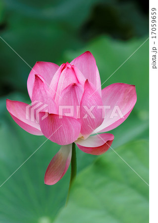 上野の蓮池の咲き始めのハスの花に葉の緑 17059659