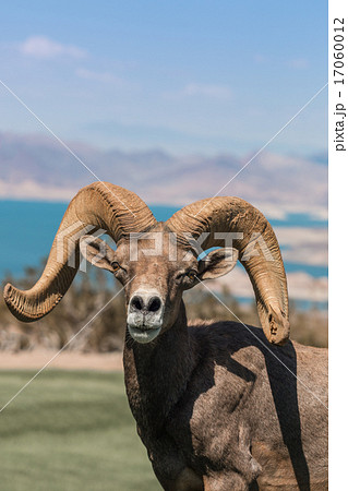 Desert Bighorn Sheep Ram 17060012