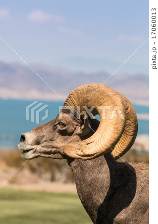 Desert Bighorn Sheep Ram Desert Bighorn Sheep Ram 17060013
