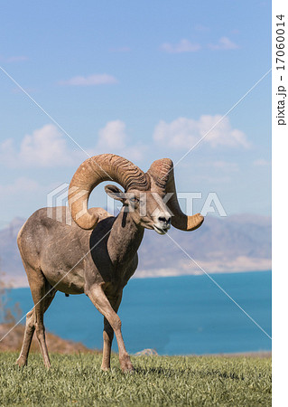 Desert Bighorn Sheep Ram 17060014