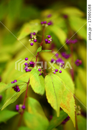 晩秋のコムラサキ 17060168